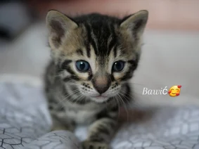 Chatterie kahana bengal