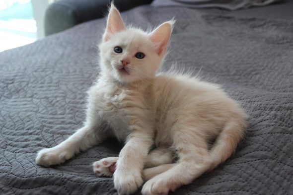PLUME’S LITTLEPAWS - Image 73