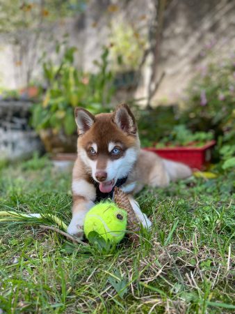LES POMSKY DE ST ROMAN - Image 6