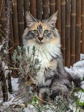Chatterie des &lsquo;Tites Terreurs