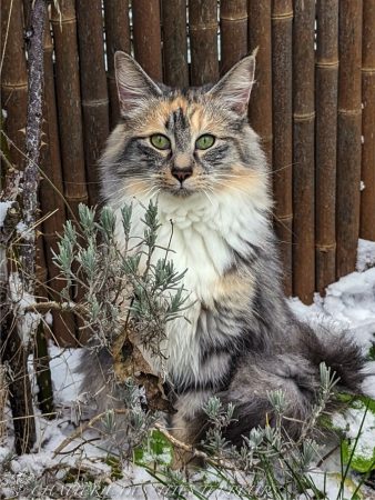 Chatterie des &lsquo;Tites Terreurs - Image 2