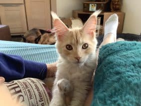 CHATTERIE DES DE JAEGHER