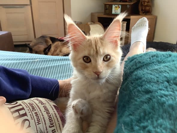 CHATTERIE DES DE JAEGHER - Image 1