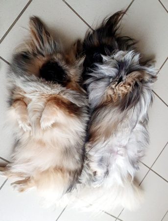 OF DARLING DOG - Image 34