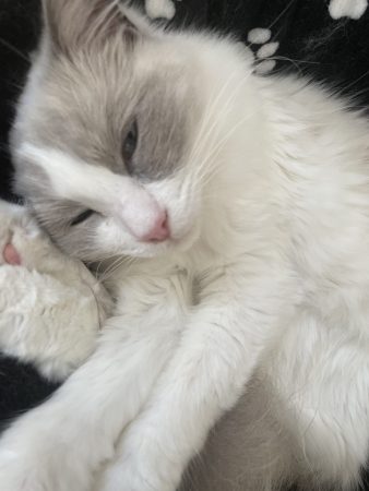 AUX DOUCEURS ETOILEES - Image 9