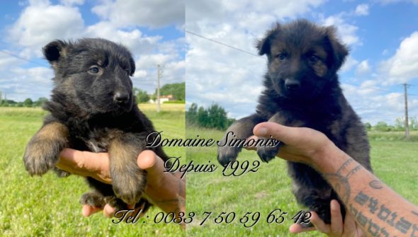 DOMAINE SIMONIS - Image 2