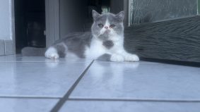 CHATTERIE DOUCE DU COTON BLANC