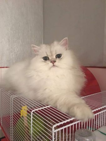 SLOVAK – THIMOTHEE CYNTHIA - Image 6