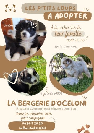 DE LA BERGERIE D OCELONI - Image 1