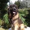 KERLEO DU GROS CHENE