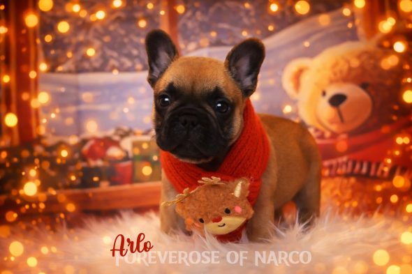 FOREVEROSE OF NARCO - Image 1