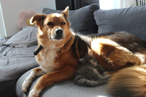 PLUME’S LITTLEPAWS - Image 24