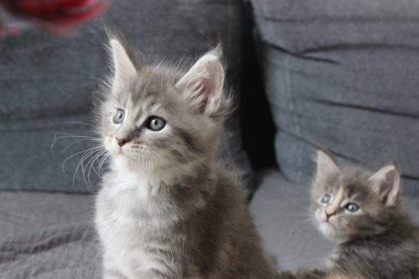 PLUME’S LITTLEPAWS - Image 63