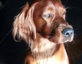 DUPUIS JESSIKA