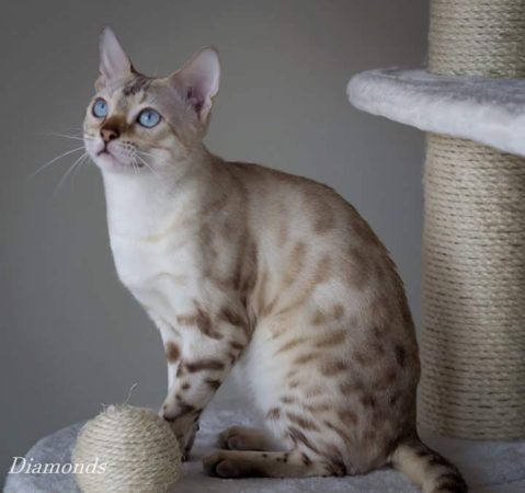 DIAMONDS BENGAL - Image 6