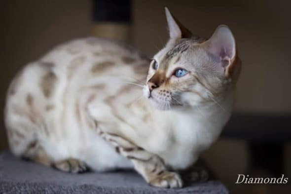 DIAMONDS BENGAL - Image 7