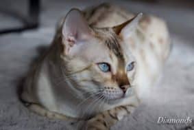 DIAMONDS BENGAL
