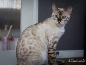 DIAMONDS BENGAL