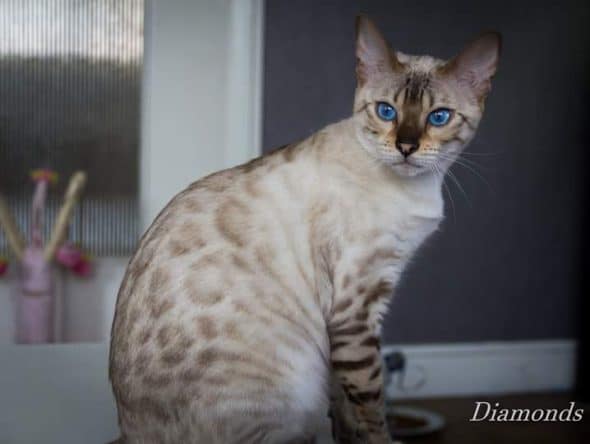 DIAMONDS BENGAL - Image 4