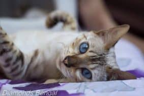 DIAMONDS BENGAL