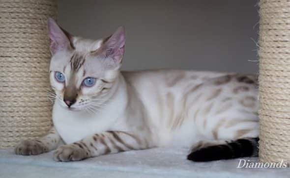 DIAMONDS BENGAL - Image 10