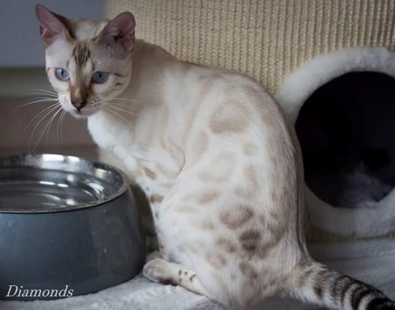 DIAMONDS BENGAL - Image 9