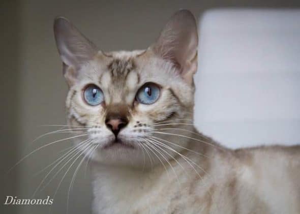 DIAMONDS BENGAL - Image 8