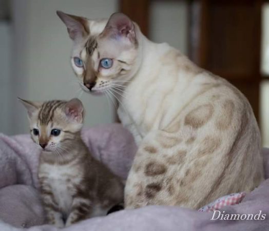 DIAMONDS BENGAL - Image 1