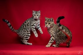 DE BENGAL S THRONE