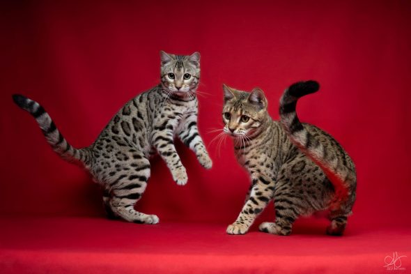 DE BENGAL S THRONE - Image 2