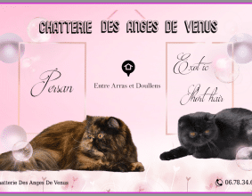 DES ANGES DE VENUS