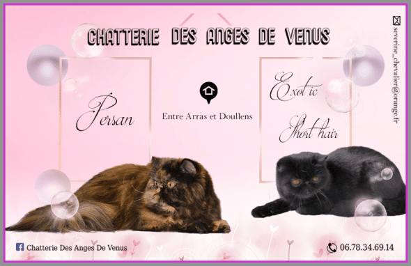 DES ANGES DE VENUS - Image 1