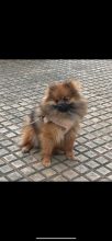 LES PETITS SPITZ DES AURIOL