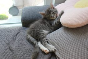 PLUME&rsquo;S LITTLEPAWS