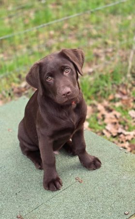 Du Royaume du Labrador et sa chocolaterie - Image 7