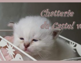 DU CASTEL WALOU