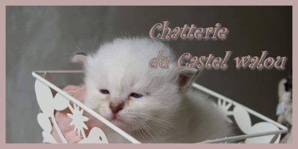 DU CASTEL WALOU - Image 4