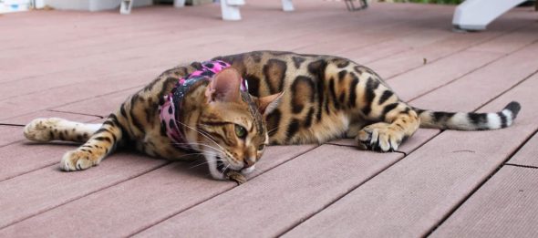 POP BENGAL - Image 4