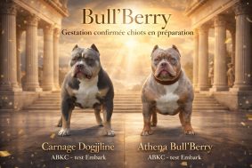 Bull&rsquo;Berry – Le Temple de Maya