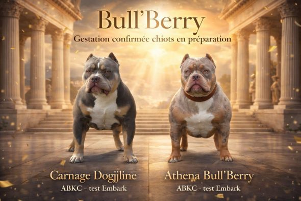 Bull&rsquo;Berry – Le Temple de Maya - Image 3