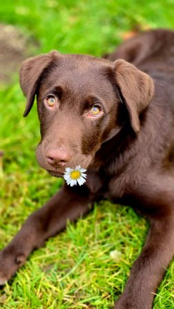 Du Royaume du Labrador et sa chocolaterie - Image 6
