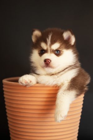 Shubenca Pomsky - Image 6