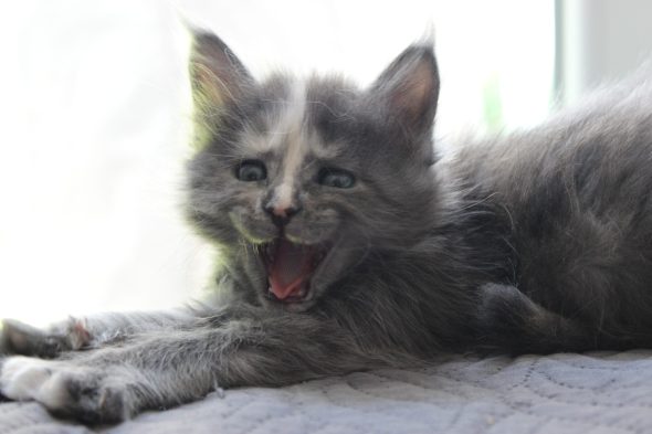 PLUME’S LITTLEPAWS - Image 56
