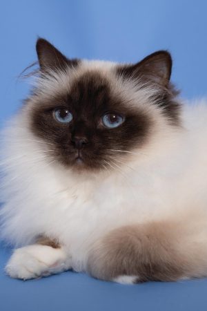 CHATTERIE AUX PERLES D O - Image 17