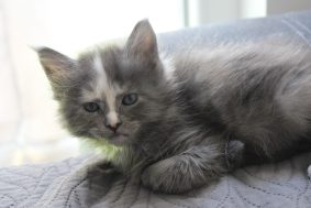 PLUME&rsquo;S LITTLEPAWS