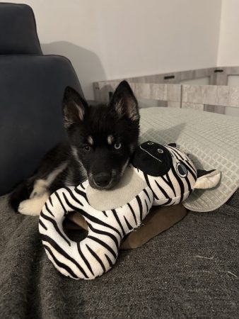 ELEVAGE DE SIBERANIA - Image 36