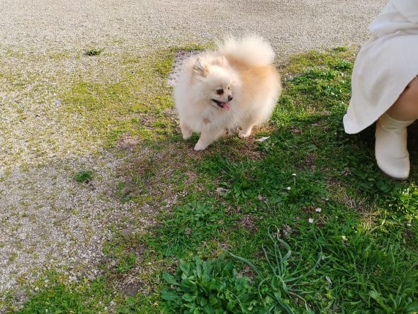 DOMAINE SPITZ NAIN POMERANIAN DES OLIVIERS - Image 21