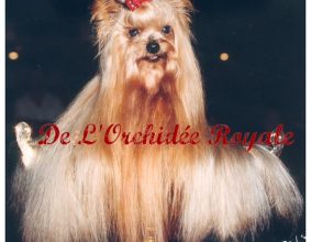 DE L&rsquo;ORCHIDEE ROYALE