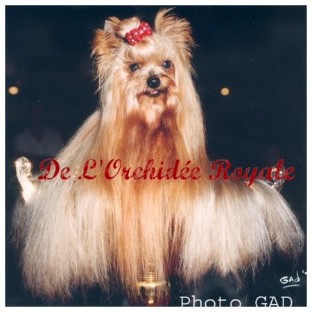 DE L&rsquo;ORCHIDEE ROYALE - Image 5