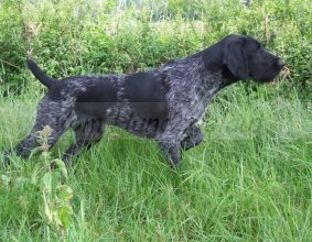 VOM HUNDEGELAUT